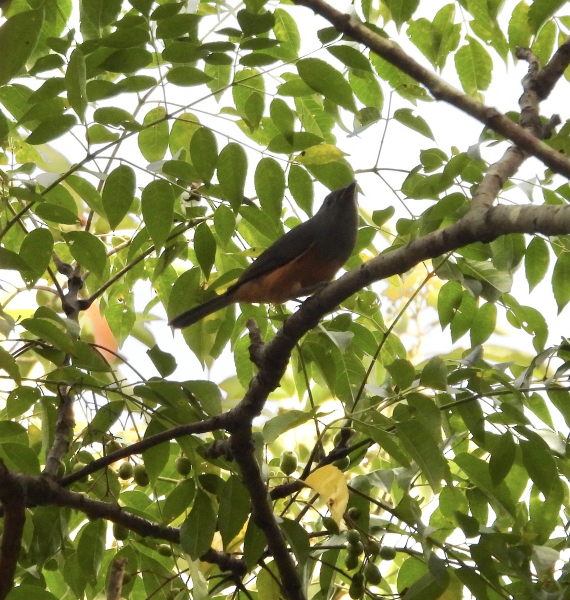 Black-faced Monarch - ML631344829