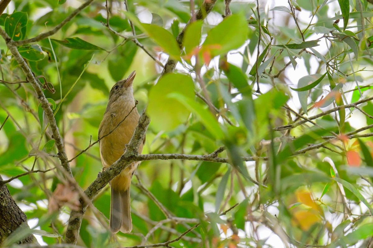 Rufous Shrikethrush - ML631345264