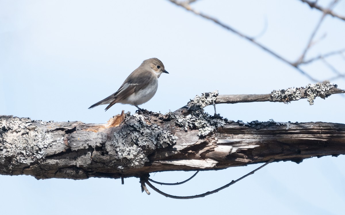 European Pied Flycatcher - ML631345293
