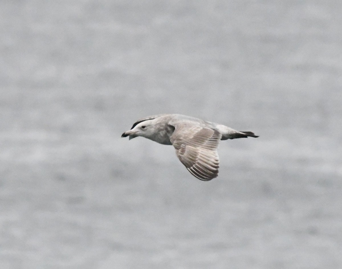 Larus sp. - Andrew Jacobs