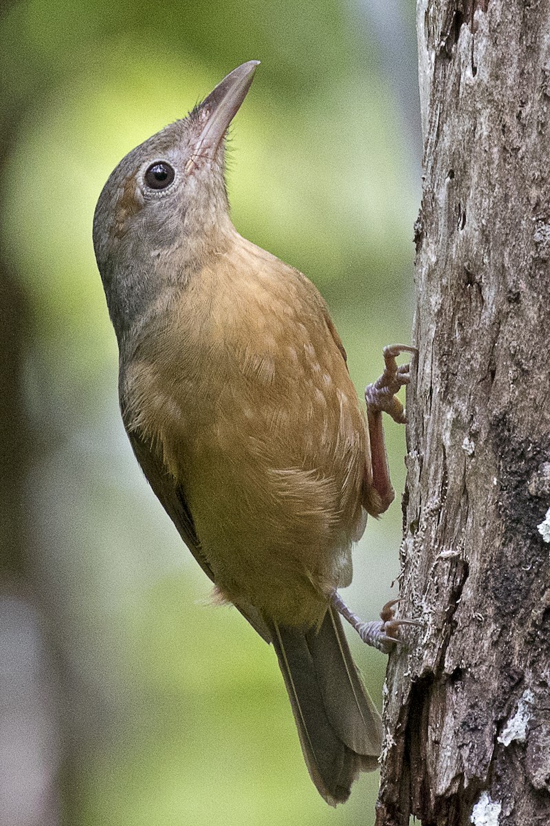 Rufous Shrikethrush - ML631345395