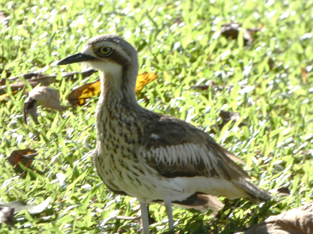 Bush Thick-knee - ML631345451