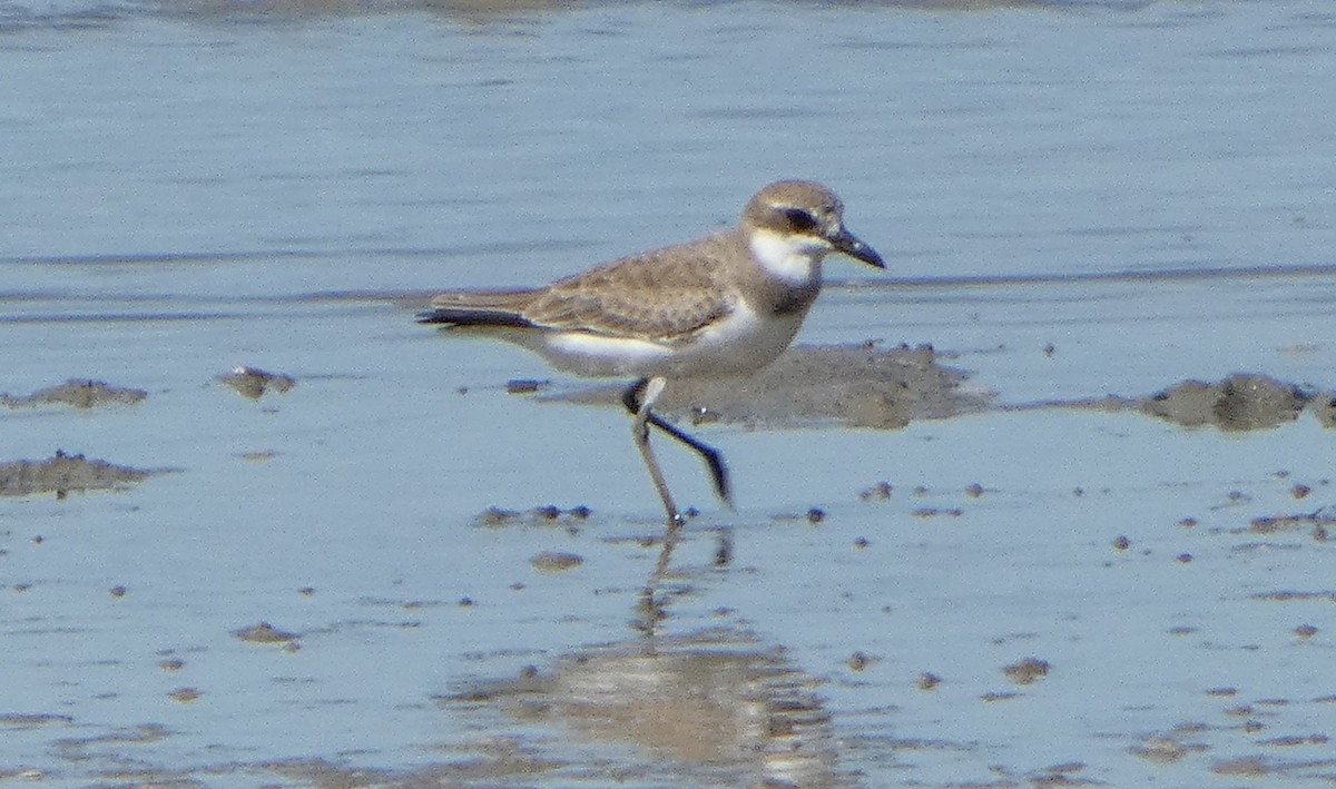 Greater Sand-Plover - ML631345468