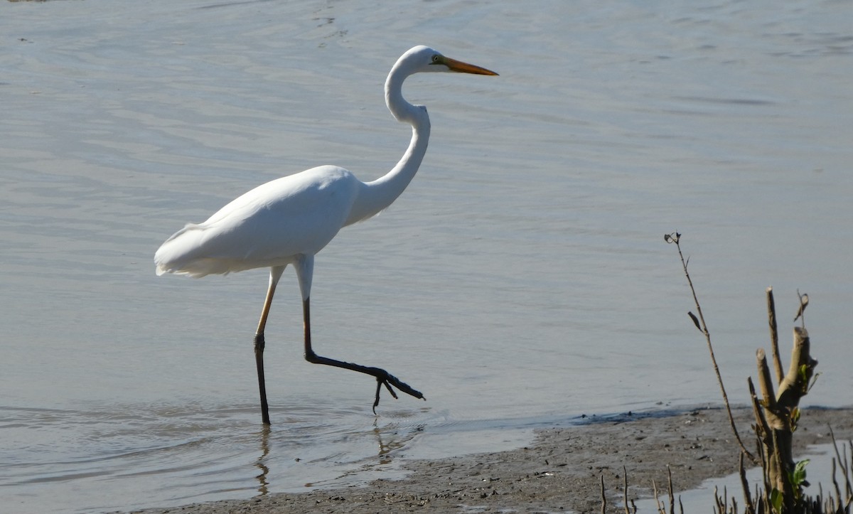 Great Egret (modesta) - ML631345474