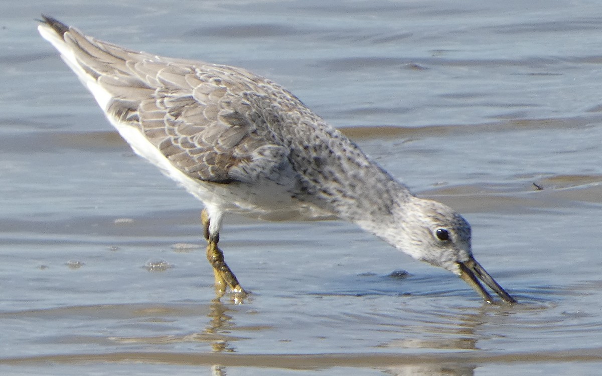 Nordmann's Greenshank - ML631345499