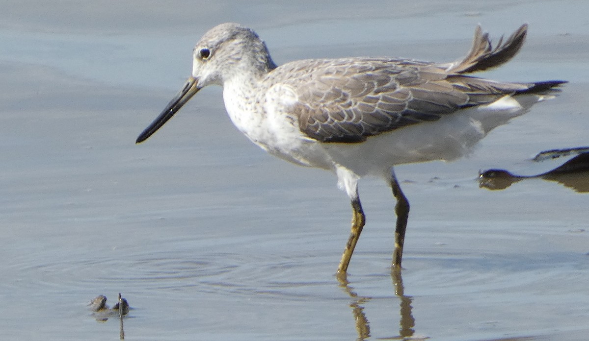 Nordmann's Greenshank - ML631345500