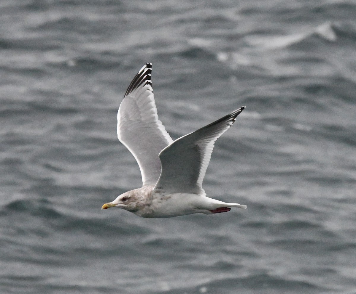 Iceland Gull (Thayer's) - Andrew Jacobs