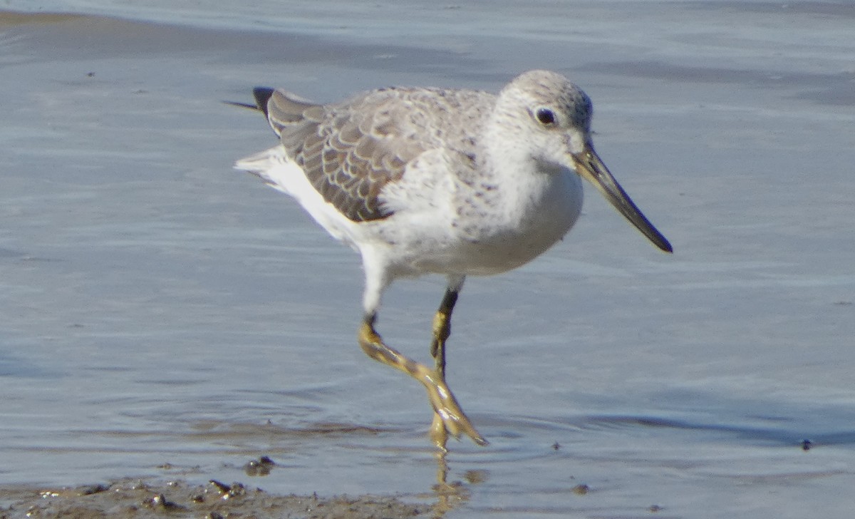 Nordmann's Greenshank - ML631345529