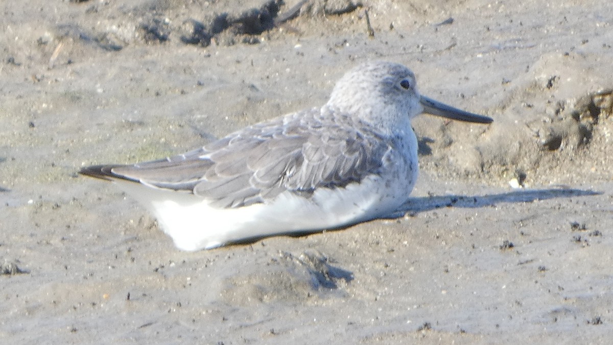 Nordmann's Greenshank - ML631345530