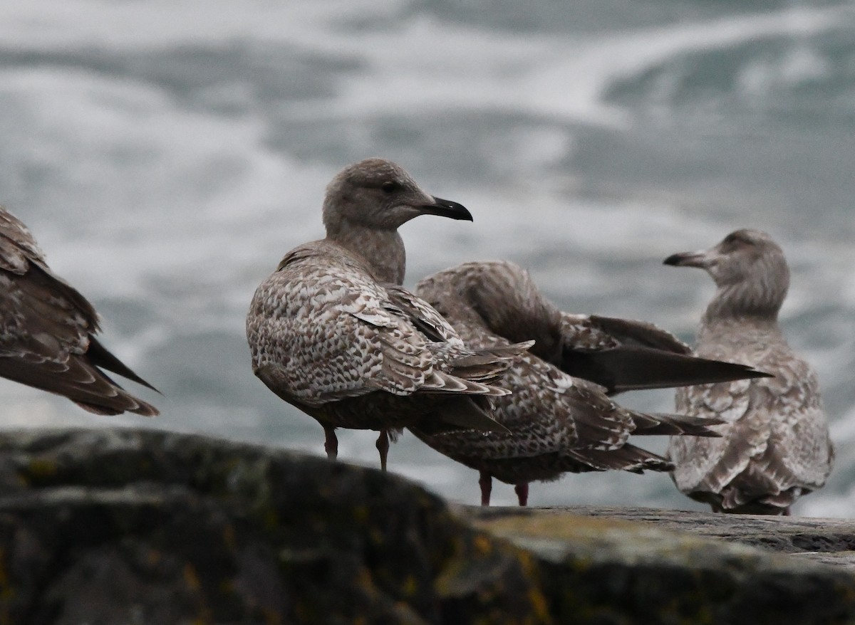 Iceland Gull (thayeri/kumlieni) - Andrew Jacobs