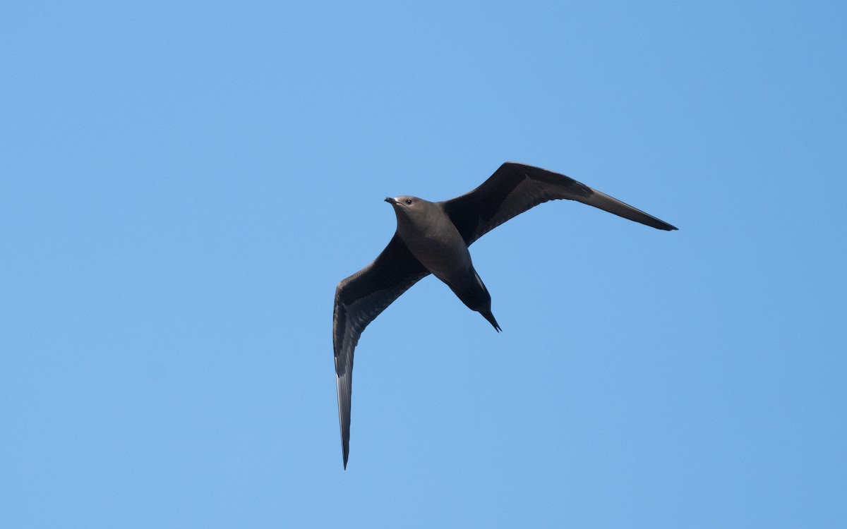 Parasitic Jaeger - ML631345593