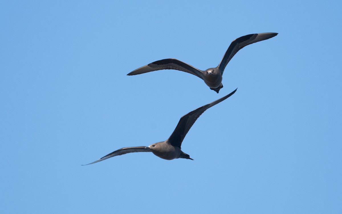 Parasitic Jaeger - ML631345595