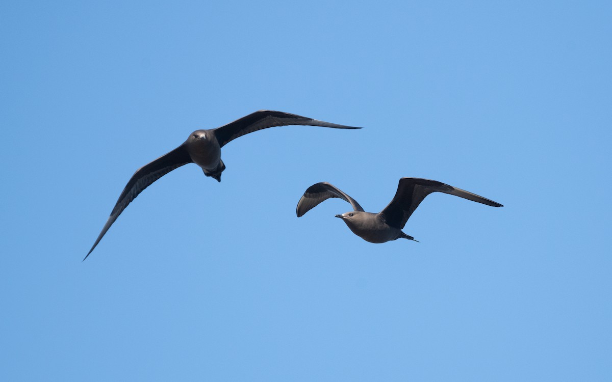 Parasitic Jaeger - ML631345596