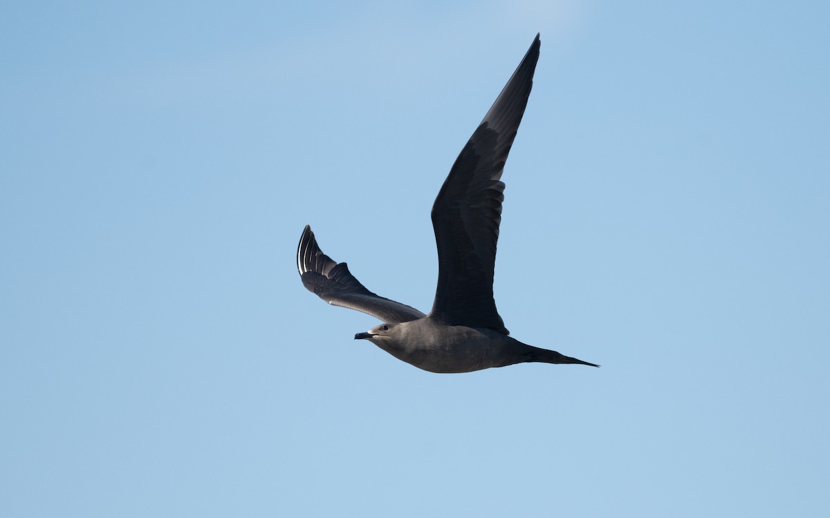 Parasitic Jaeger - ML631345597