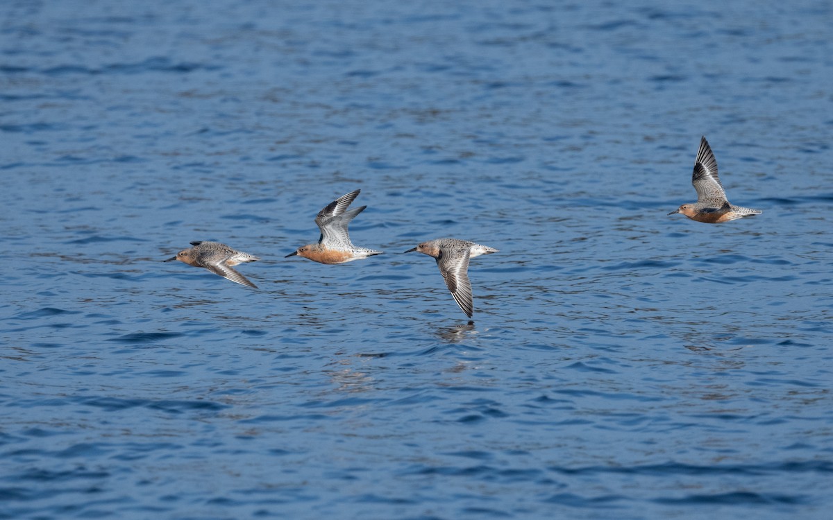 Red Knot - ML631345841