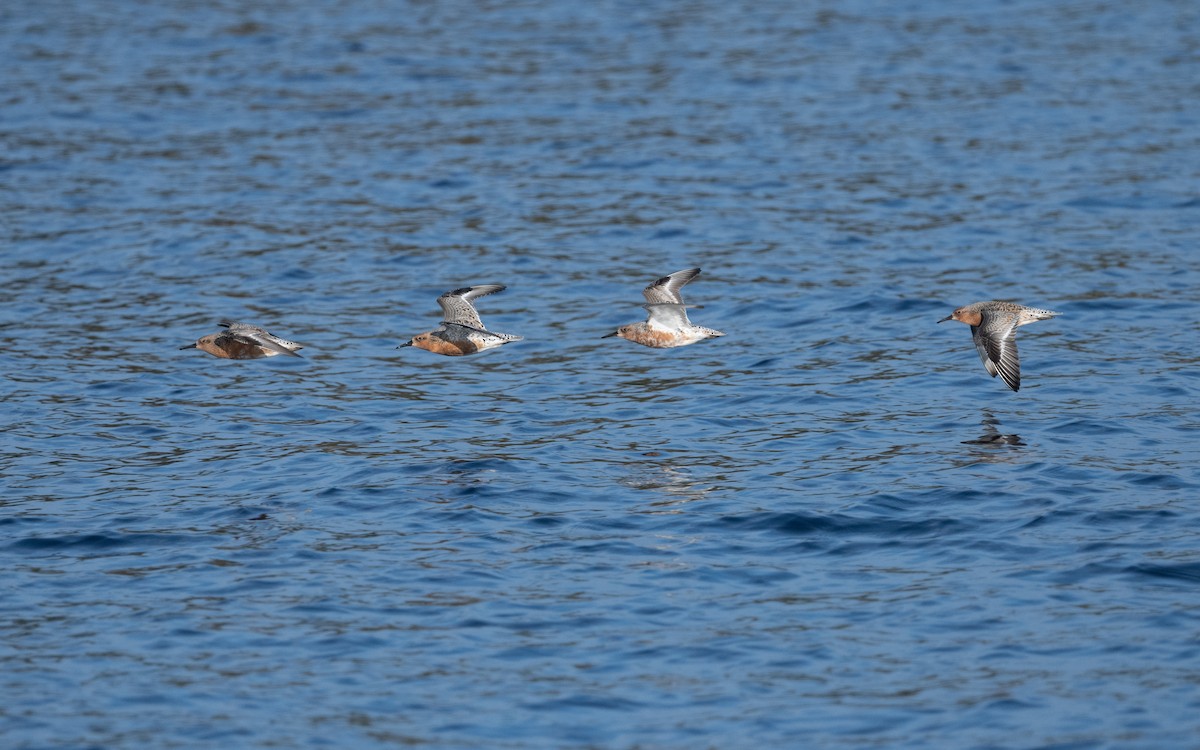 Red Knot - ML631345842