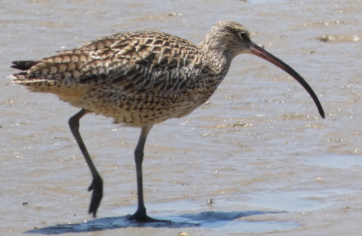 Far Eastern Curlew - ML631345886