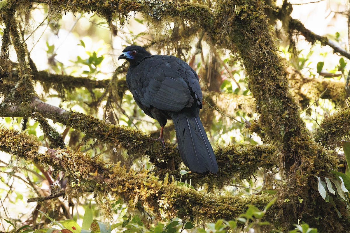 Black Guan - ML631345929