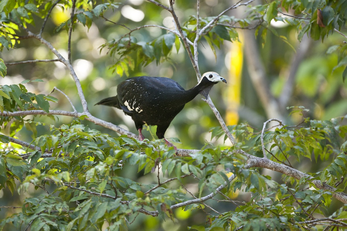 Blue-throated Piping-Guan - ML631345966
