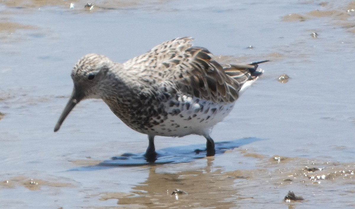 Great Knot - ML631345967