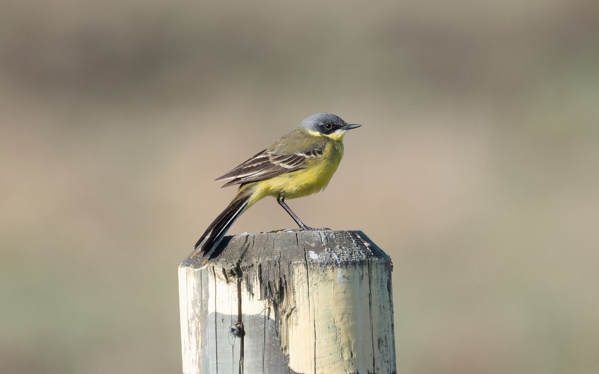 Western Yellow Wagtail (thunbergi) - ML631345982