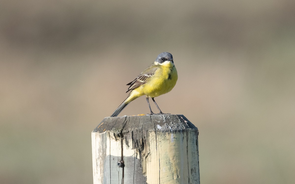 Western Yellow Wagtail (thunbergi) - ML631345983