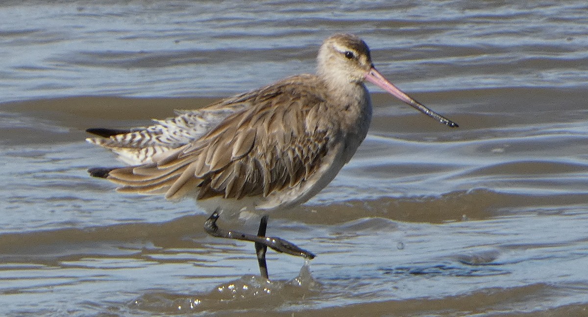 Bar-tailed Godwit (Siberian) - ML631346033