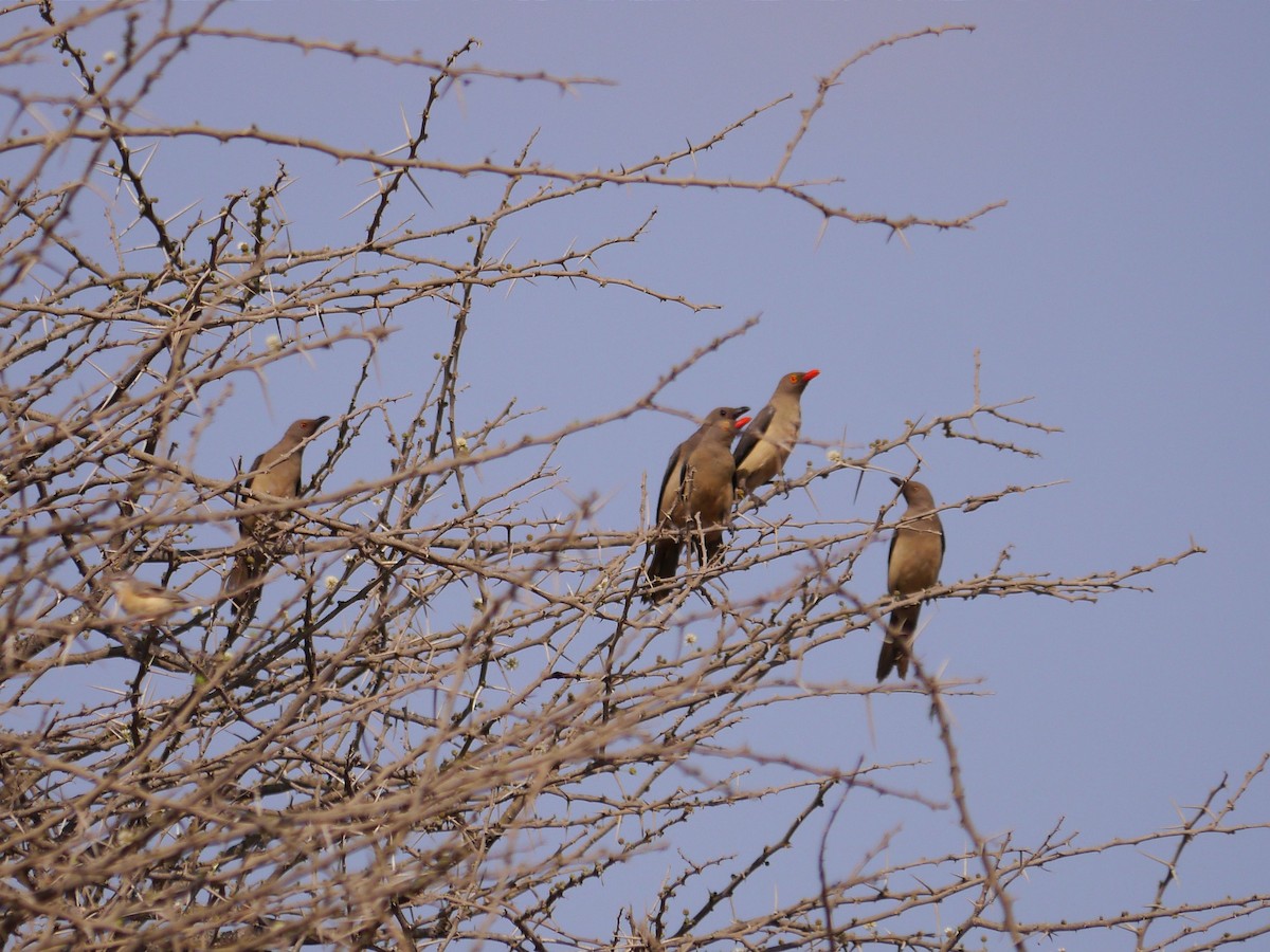 Red-billed Oxpecker - ML631346034