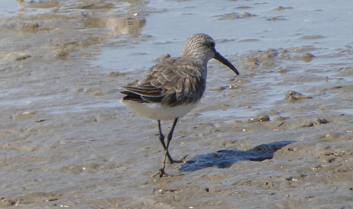 Curlew Sandpiper - ML631346042