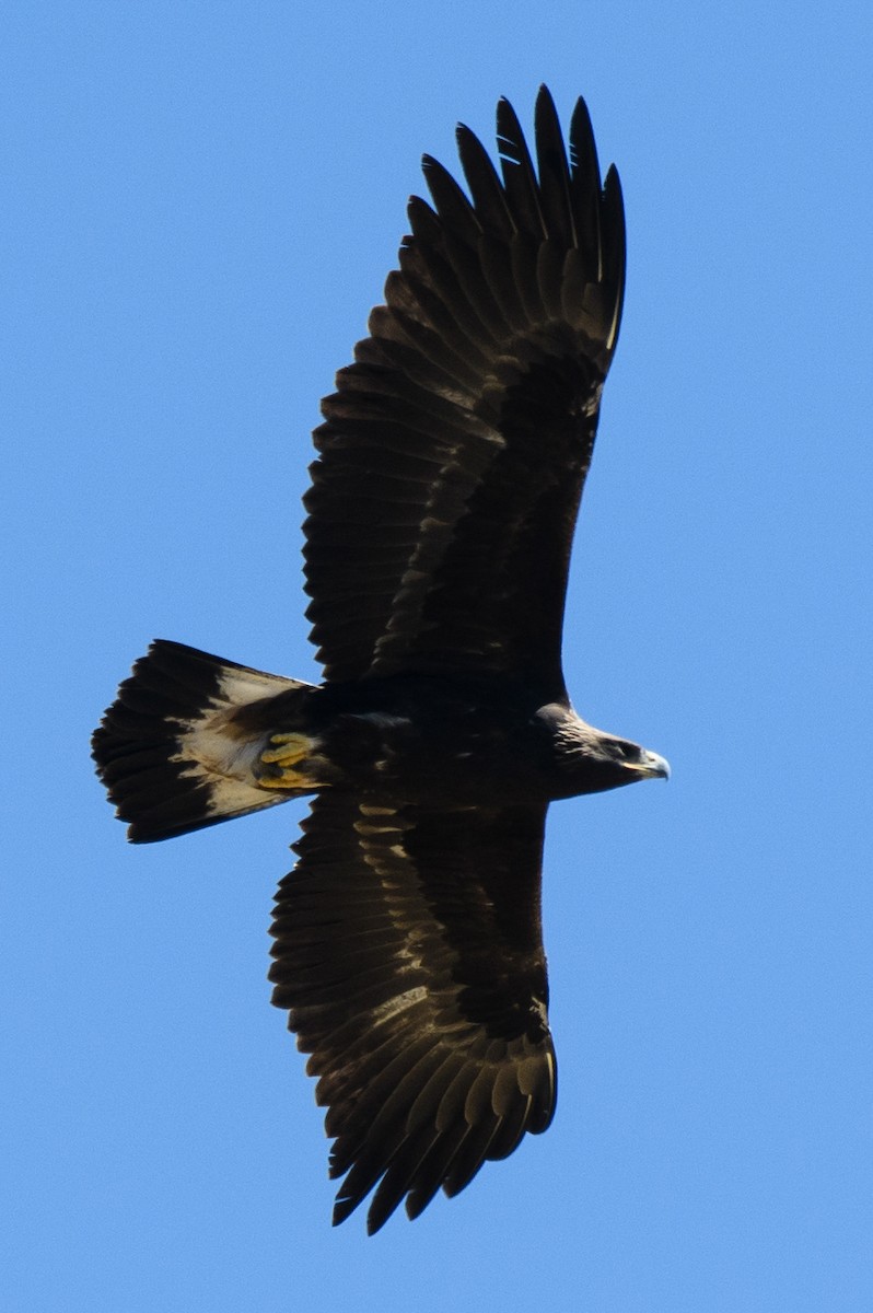 Цармын бүргэд - ML631346073