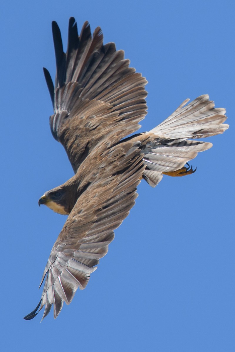 Swainson's Hawk - ML631346076