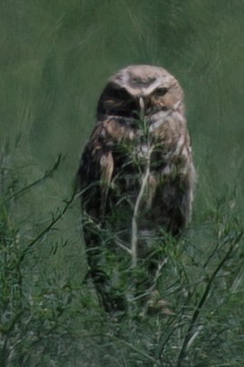 Burrowing Owl - ML631346078