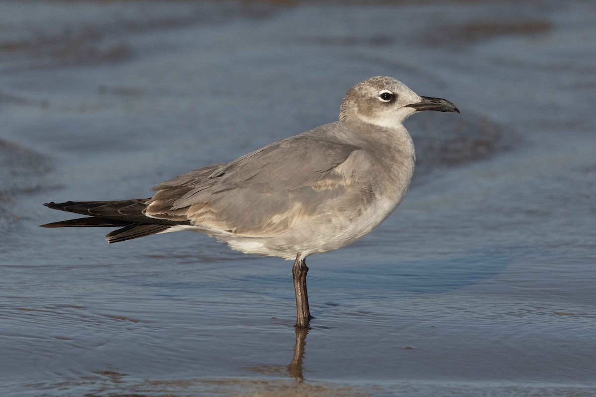 Laughing Gull - ML631346122