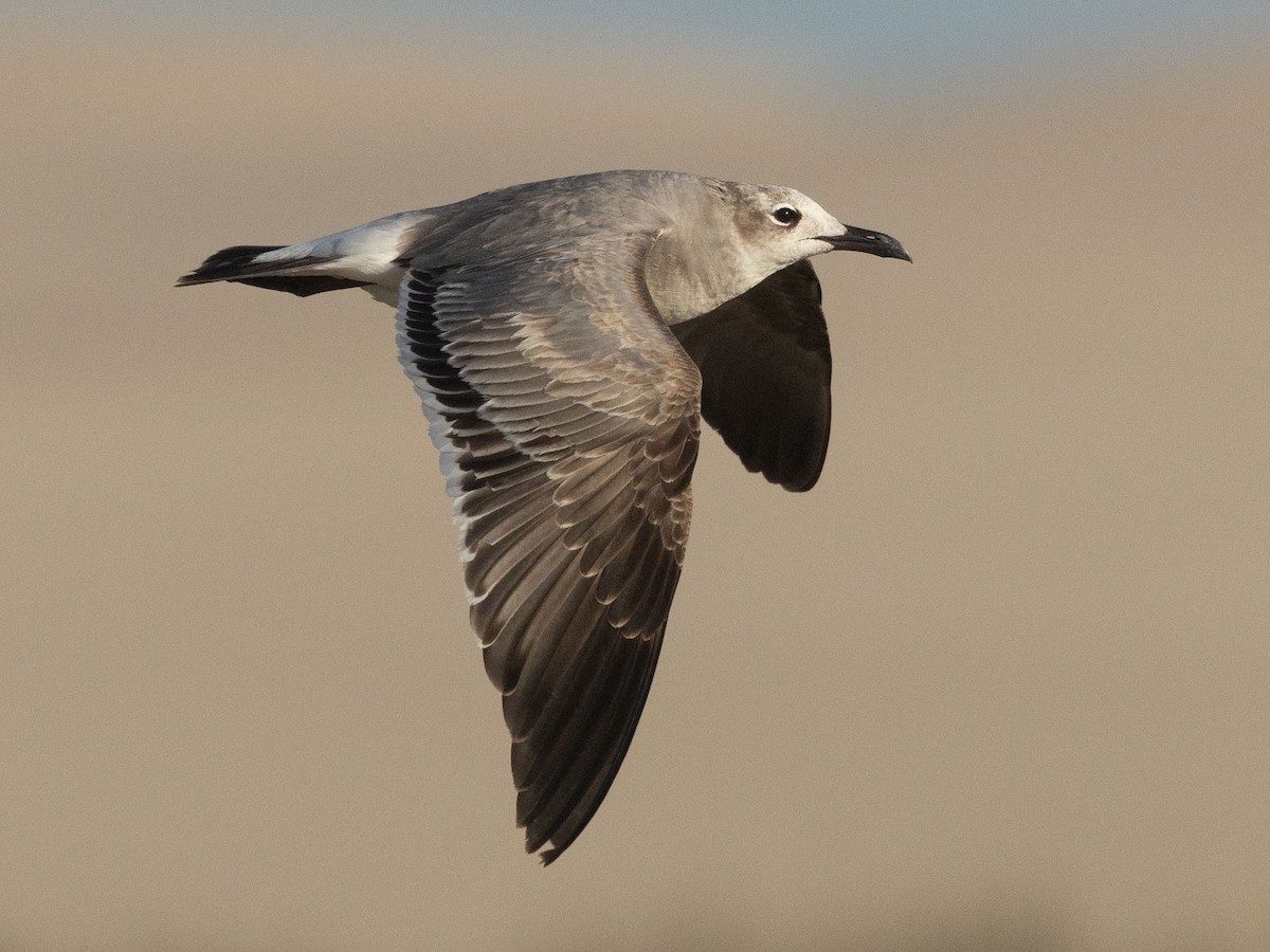 Laughing Gull - ML631346123