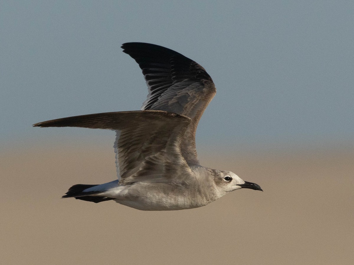 Laughing Gull - ML631346124