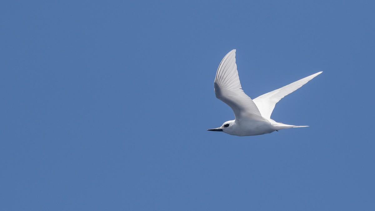 White Tern - ML631346281