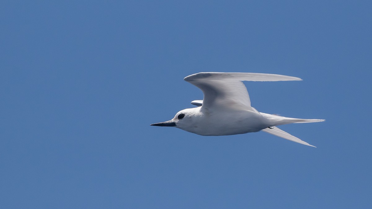 White Tern - ML631346282