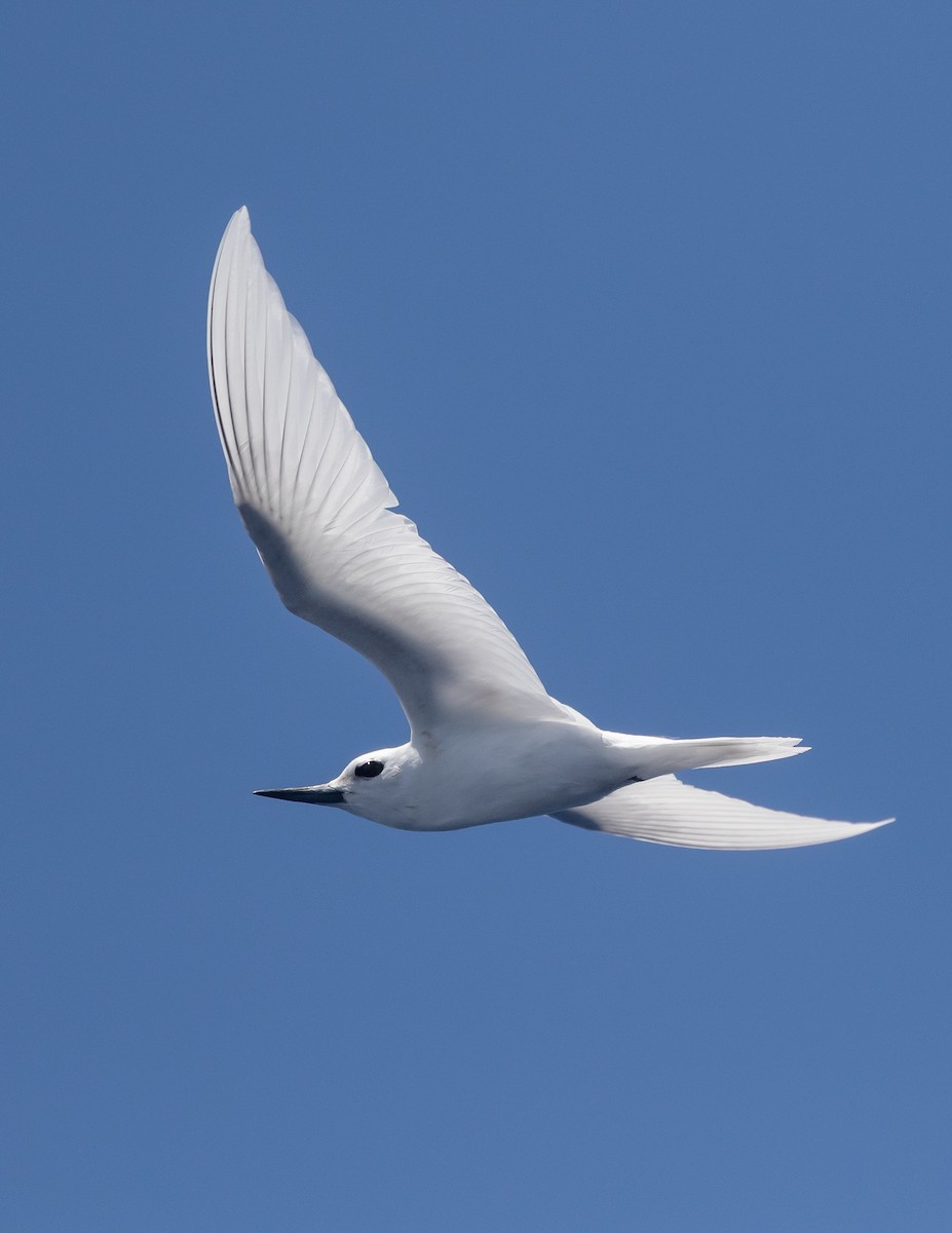 White Tern - ML631346283