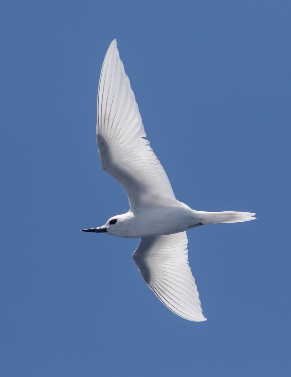 White Tern - ML631346284
