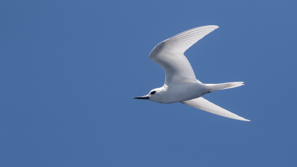 White Tern - ML631346285