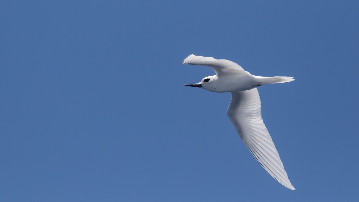 White Tern - ML631346286