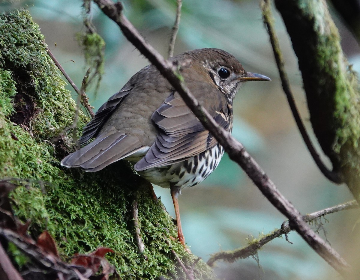 Himalayan Thrush - ML631346357