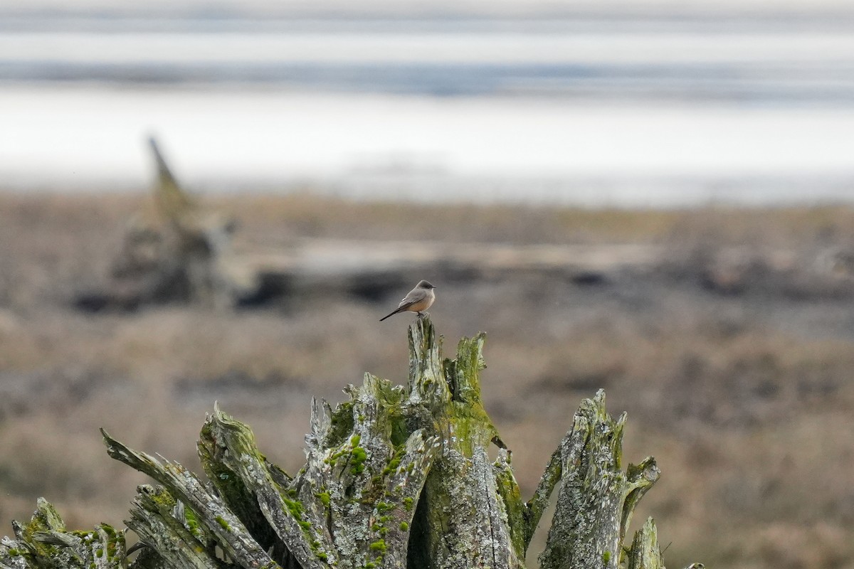 Say's Phoebe - ML631346674