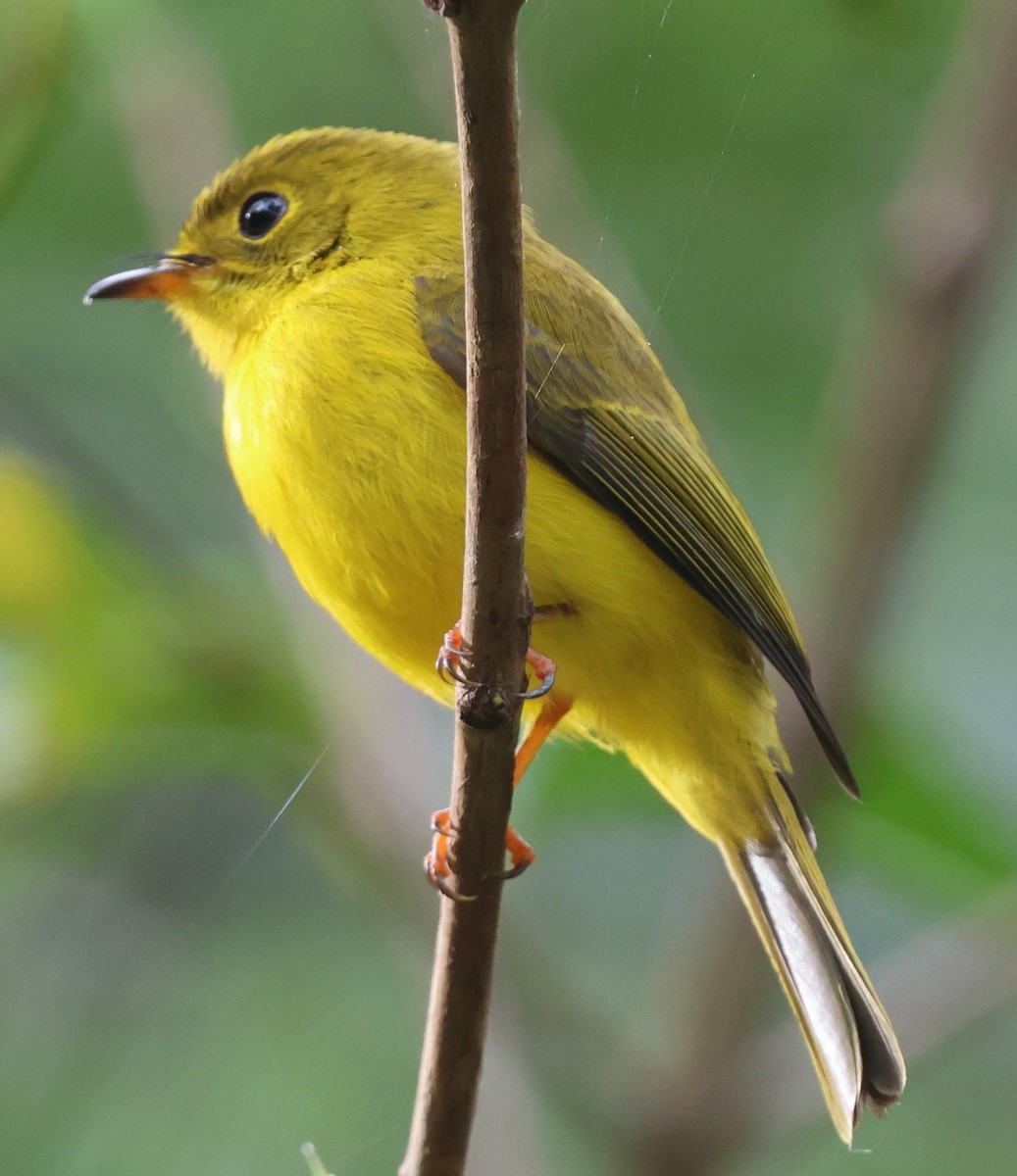Citrine Canary-Flycatcher - ML631346770