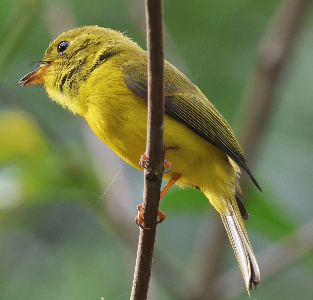 Citrine Canary-Flycatcher - ML631346817