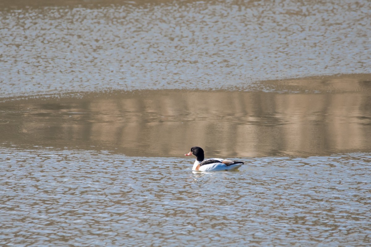 花鳧 - ML631346850