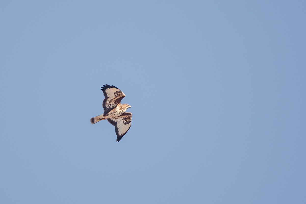 歐亞鵟 - ML631346865