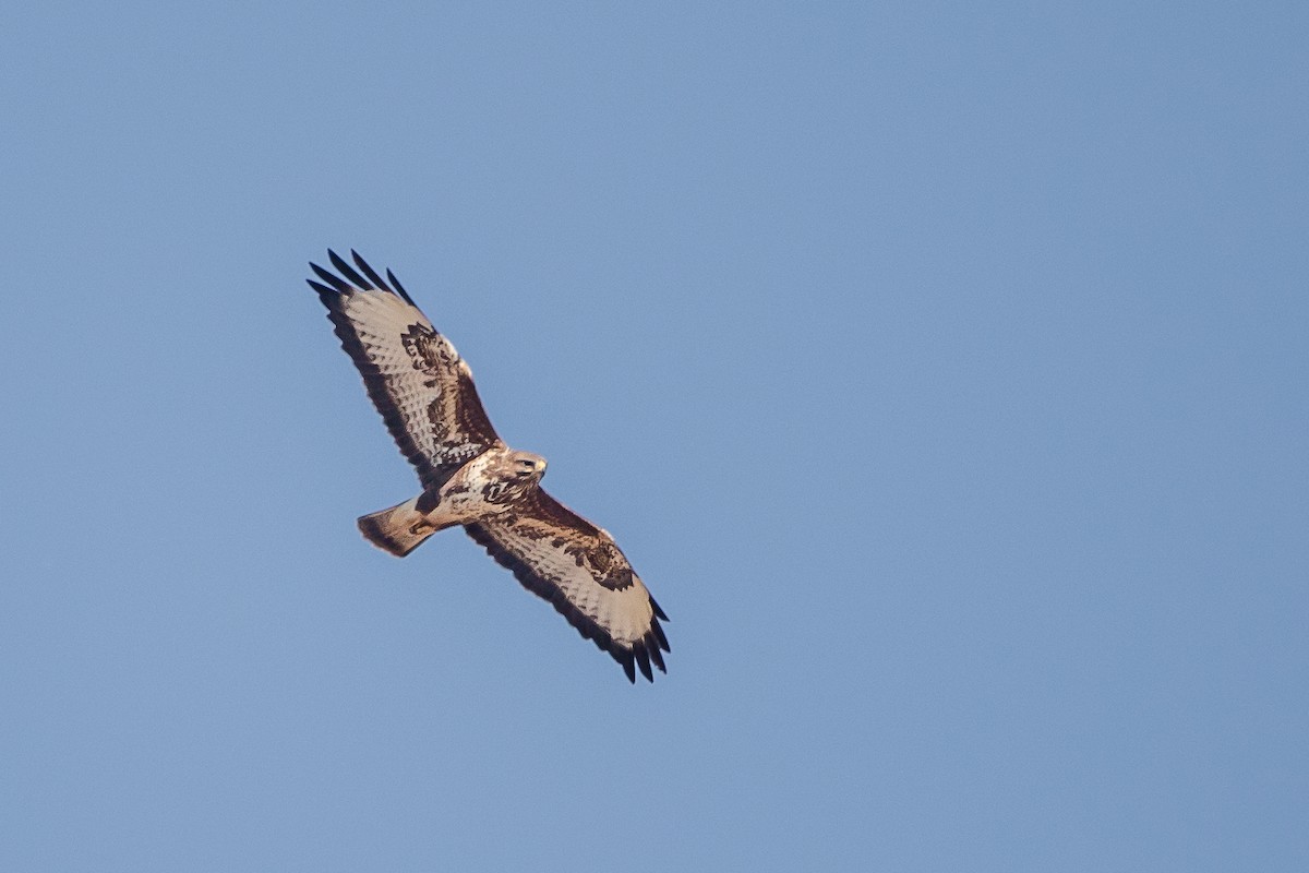 歐亞鵟 - ML631346866