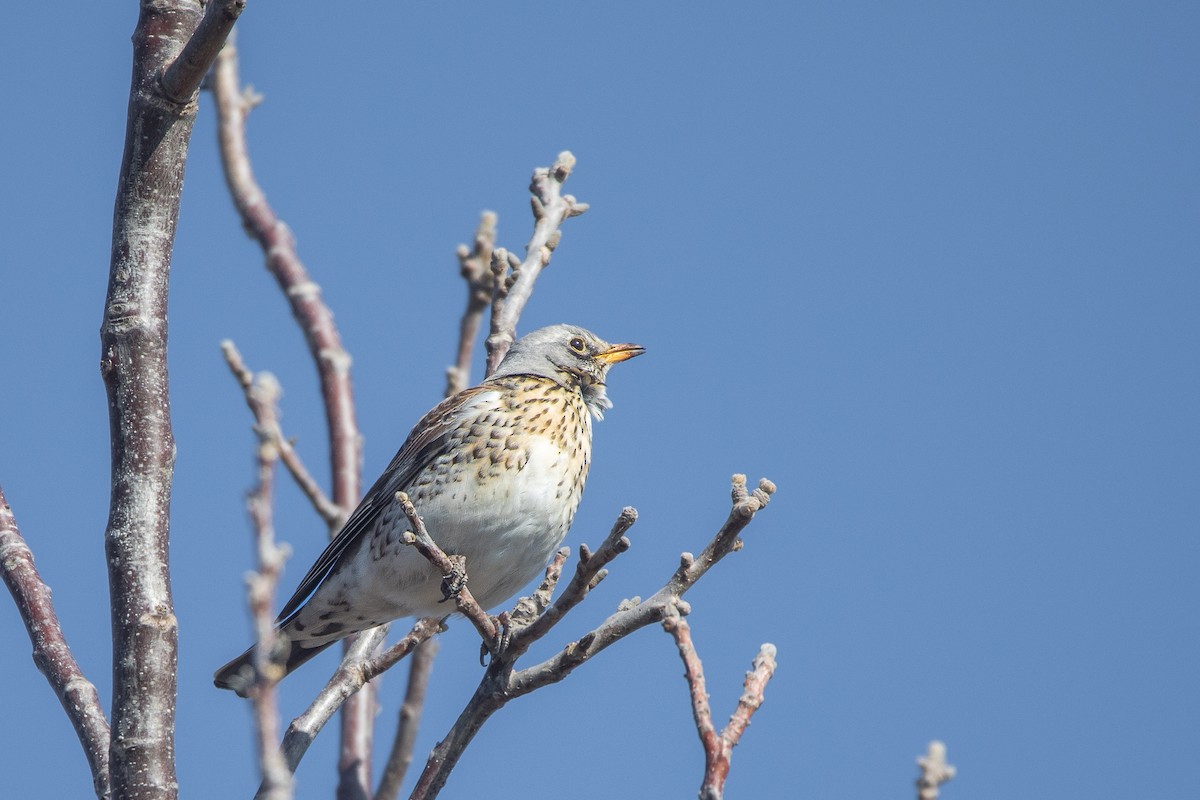 Fieldfare - ML631346871