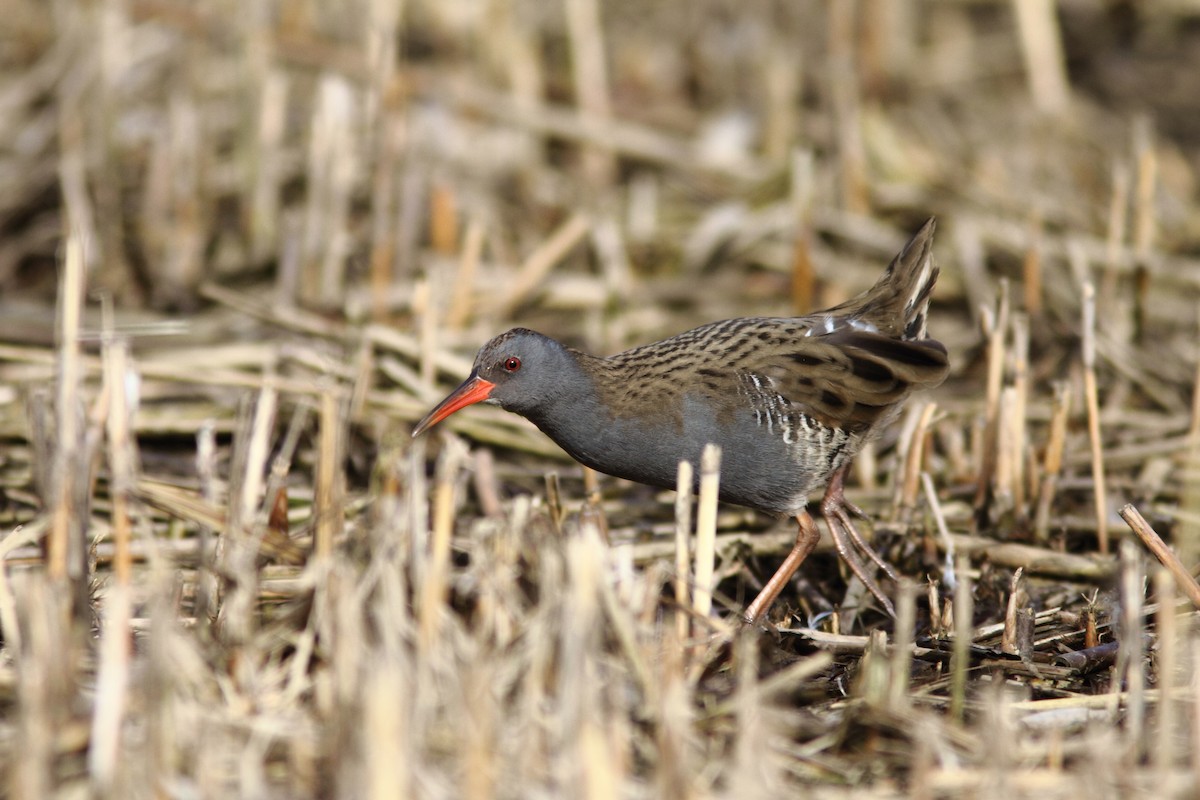 Water Rail - ML631346915